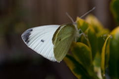 Pieris rapae