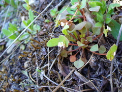 Claytonia rubra