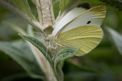 Pieris rapae