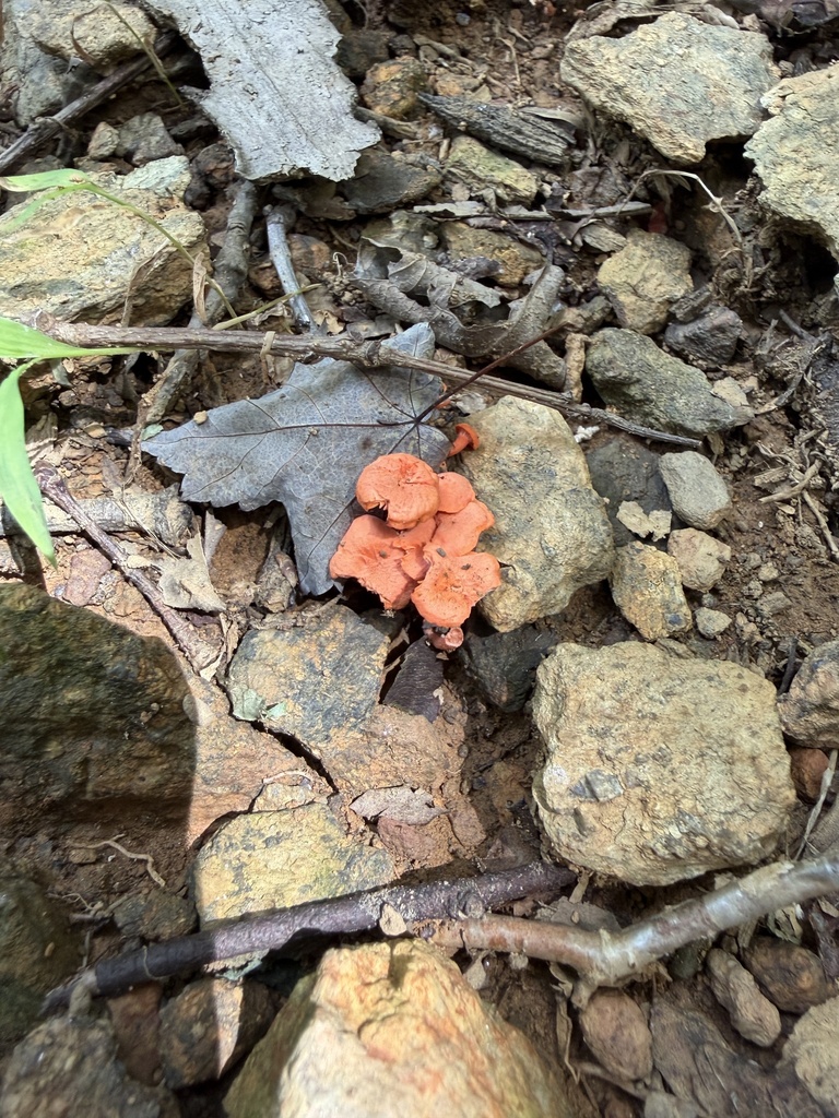 Red Chanterelle · August 2026 · photo: Photo: no rights reserved · iNaturalist