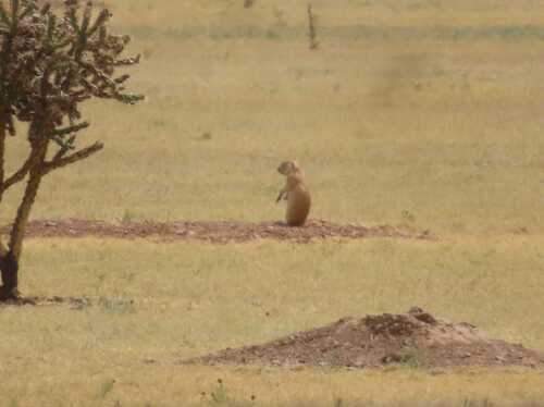 Black-tailed Prairie Dog
