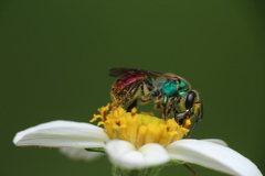 Augochloropsis ignita