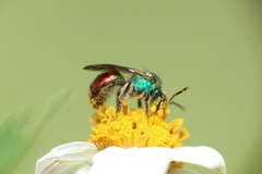 Augochloropsis ignita