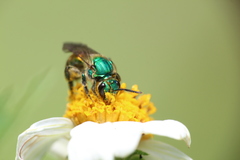 Augochloropsis ignita