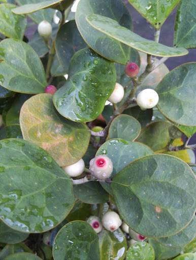 Mistletoe Fig