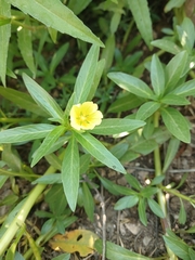 Ludwigia adscendens