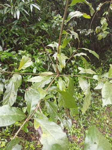 Cordia trichotoma, 2026-08-02
