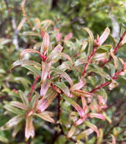 Gaultheria hispida, photograph 1