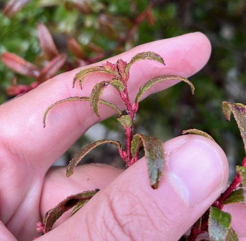 Gaultheria hispida, photograph 2