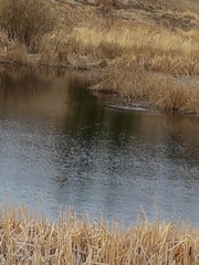 Podiceps nigricollis