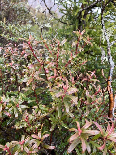 Gaultheria hispida, photograph 3