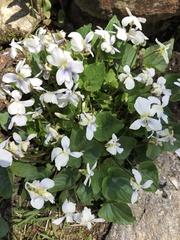 Viola alba