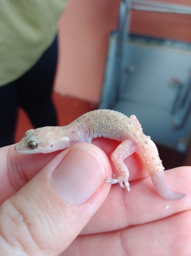 West African House Gecko