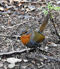 Scelorchilus rubecula