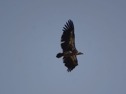 White-backed Vulture