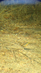 Morococcyx erythropygus