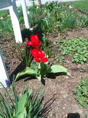 Tulipa