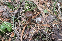 Strobilurus esculentus