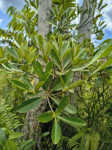 Alstonia spatulata observed 2026-07-23