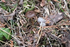 Strobilurus esculentus