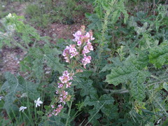 Lespedeza stuevei