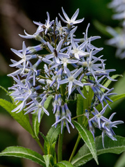 Amsonia