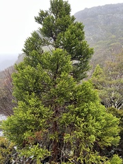 Athrotaxis selaginoides