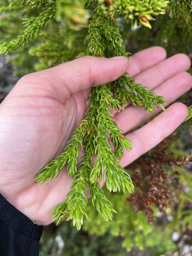 Athrotaxis selaginoides, photograph 2