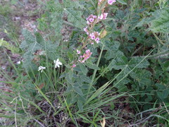 Lespedeza stuevei