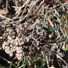 Lomatium geyeri