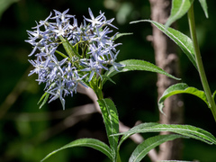 Amsonia