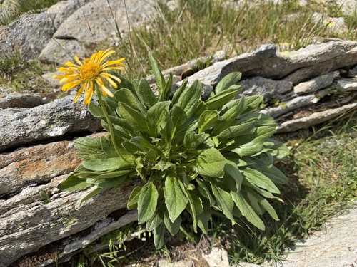 Doronicum glaciale