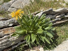 Doronicum glaciale
