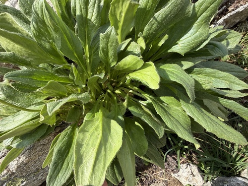 Doronicum glaciale, photograph 1