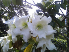 Pterocarpus macrocarpus