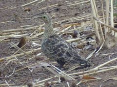 Pterocles quadricinctus