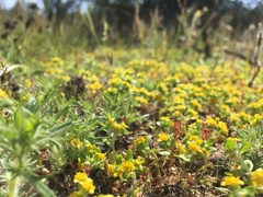 Eriophyllum multicaule