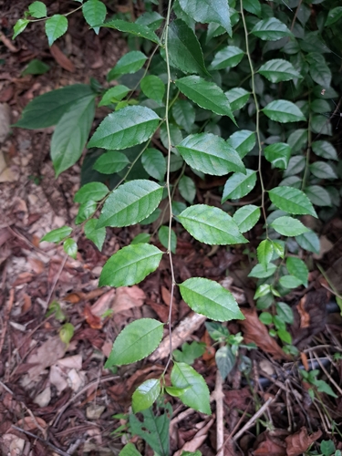 Ilex asprella, photograph 2