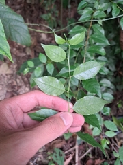 Ilex asprella, photograph (c) vrxz, some rights reserved (CC BY-SA)