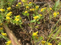 Eriophyllum multicaule