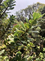 Coprosma ochracea