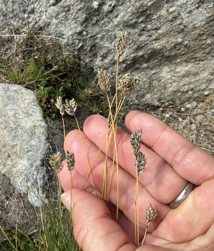 Oreochloa disticha, photograph 4