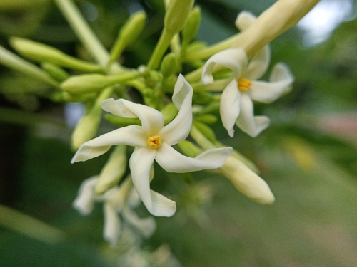 Papaya