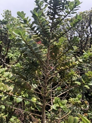Coprosma ochracea