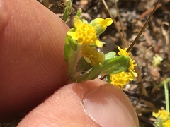 Eriophyllum multicaule