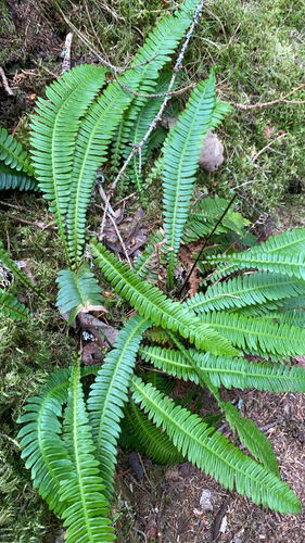 deer fern