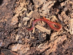 Strigamia bothriopus