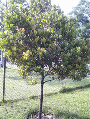Syzygium glaucum
