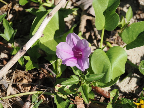 Ipomoea pes-caprae observed 2026-08-02