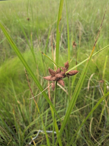 Bolboschoenus robustus observed 2026-08-02
